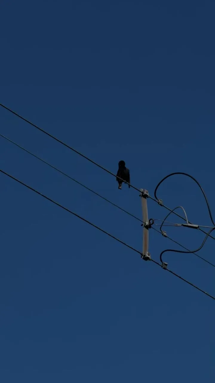 A bird perched on power lines against a deep blue sky.