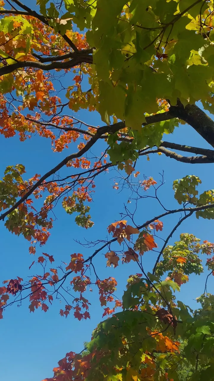 Autumn branches with orange and green leaves against a blue sky.