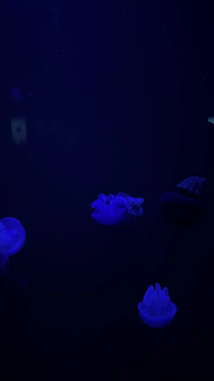 Dark blue scene with a few faintly glowing blue shapes.