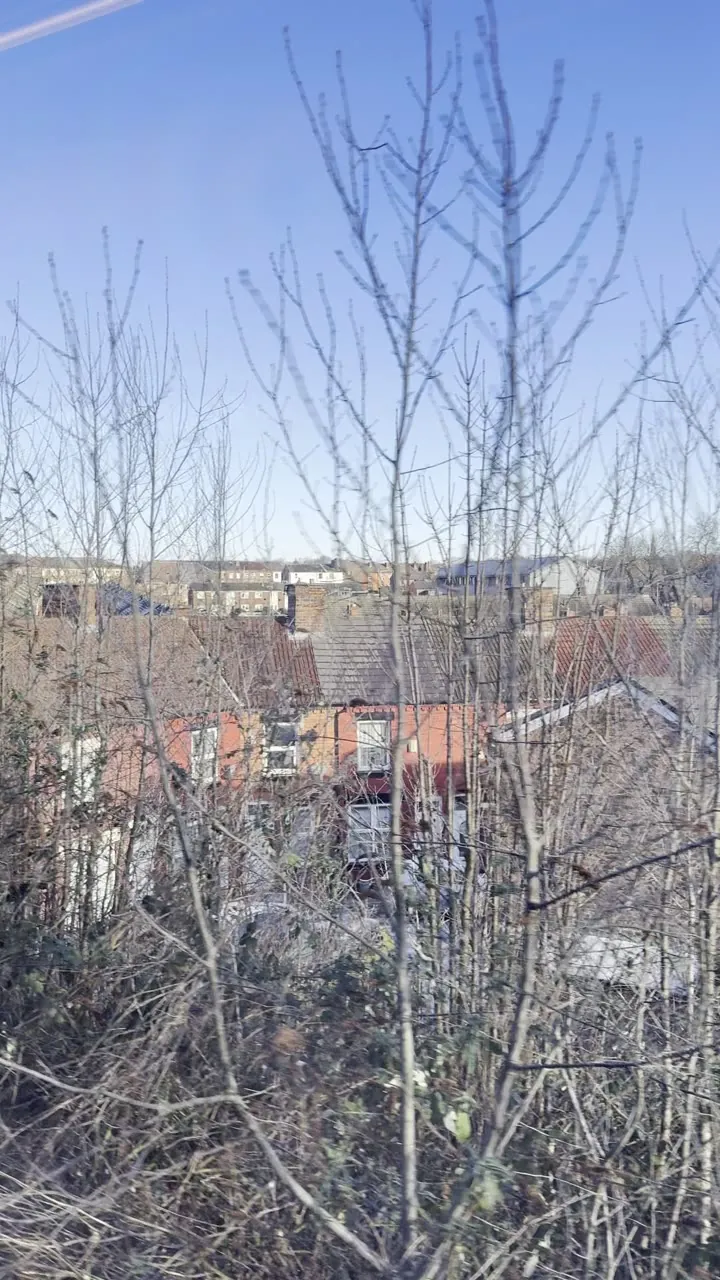 Bare winter trees and brick rooftops under a clear blue sky.
