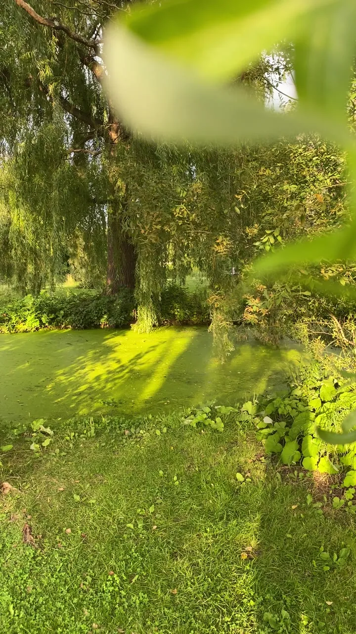 Close view of sunlit green leaves and grass.