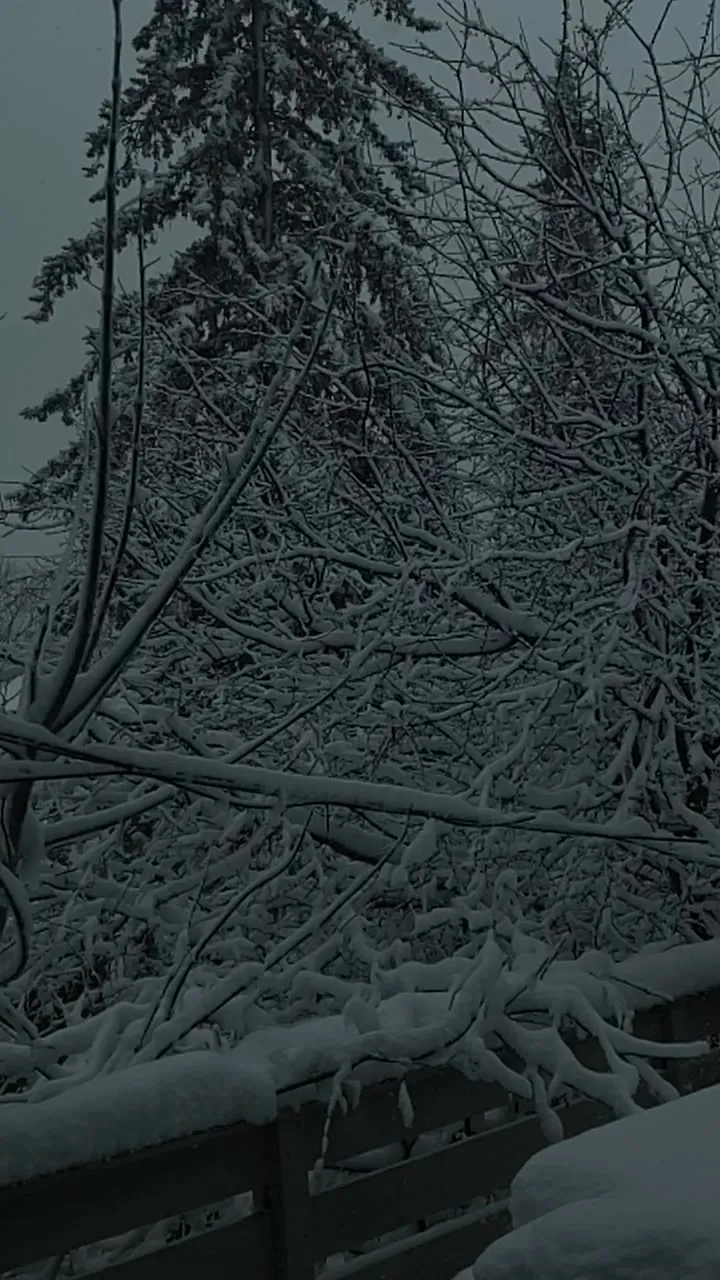 Snow-covered evergreen trees in a wintry forest.