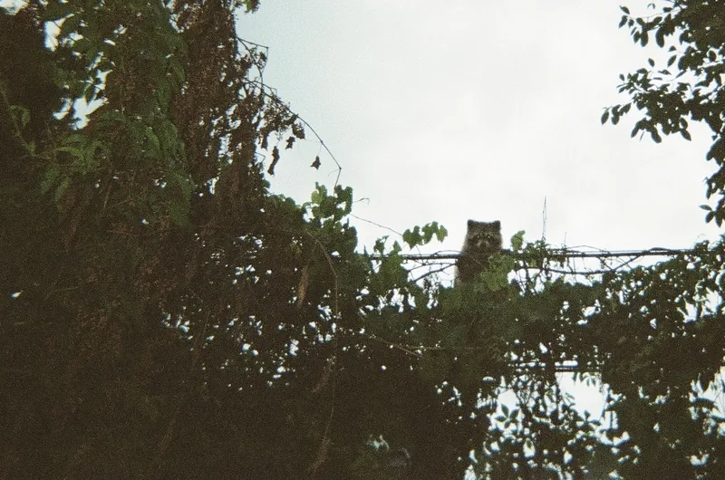 A small animal sits on a thin branch among dark leaves, against a pale sky.